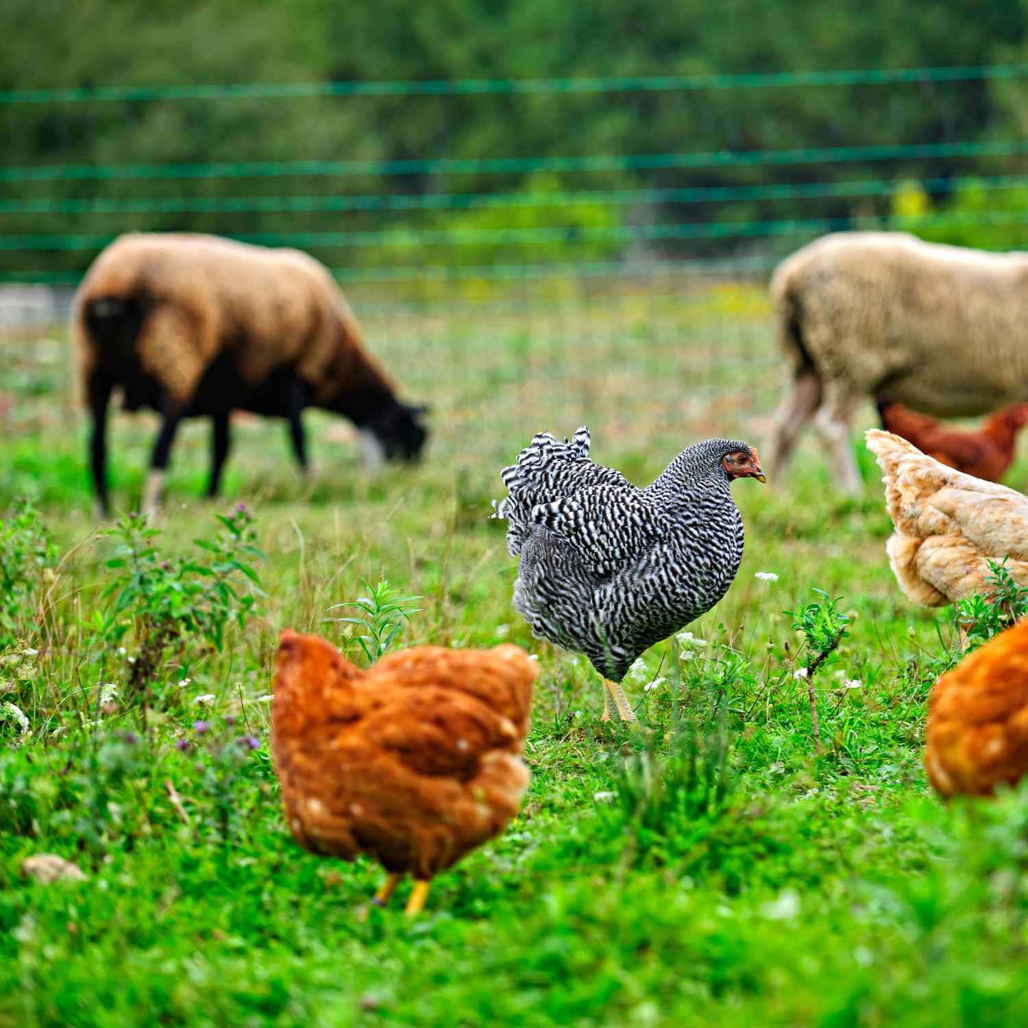 From Farm to Fork The Journey of Quality Meats MeatKing.hk