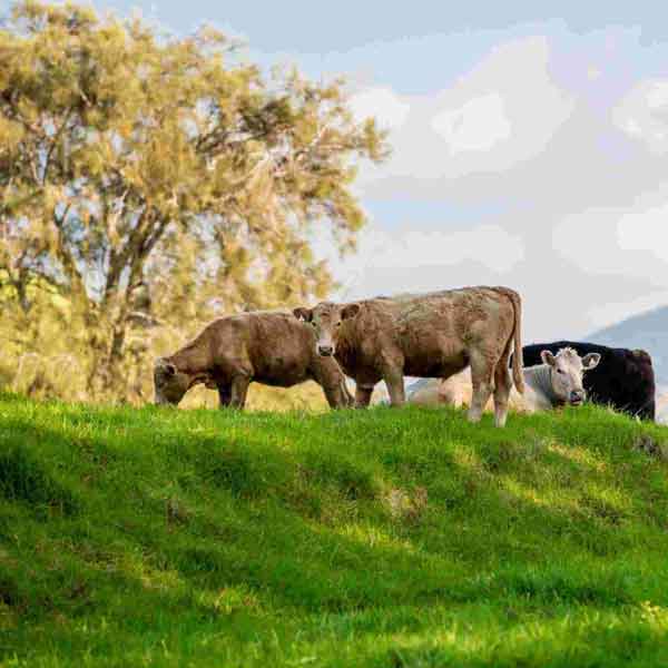 NZ Grass-Fed Beef | MeatKing.hk